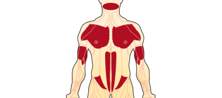 Statiny a rozpad svalů