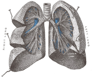 Akutní bronchitida
