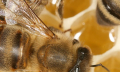 Alergie na včely