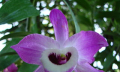 Orchidej Dendrobium