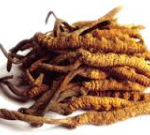 Tibetská houba cordyceps