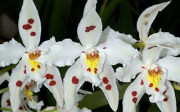 Péče o orchideje po odkvětu
