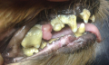 Zubní píštěl u psa