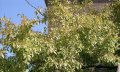 Ulmus parvifolia