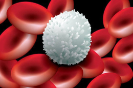 Bílé krvinky a jejich správné hodnoty