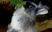 Ukázkové druhy malých plemen králíků