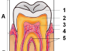Zub anatomicky